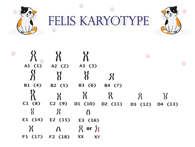 猫の染色体
