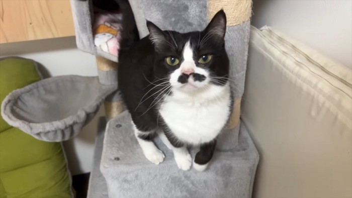 飛び乗ろうとしているくろまめちゃん