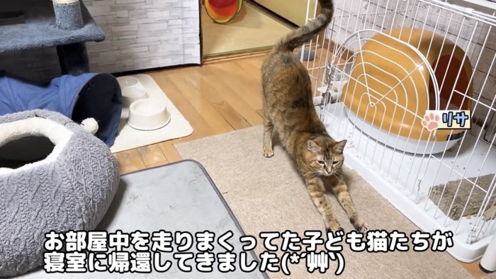 部屋の中で遊ぶ猫