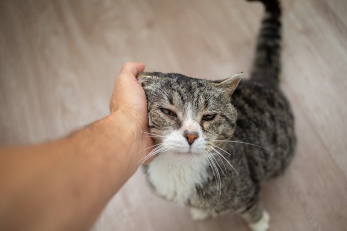 顔を撫でられている老猫