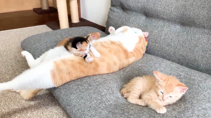 成猫のお腹の上で毛づくろいする子猫