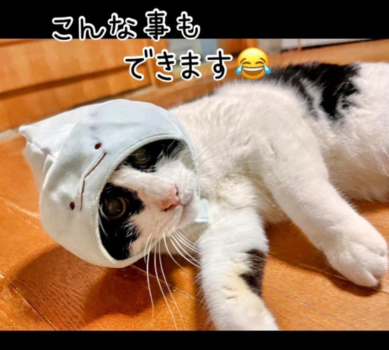 かぶりものをかぶる猫