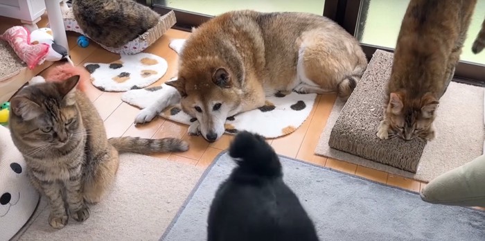 猫4匹、犬1匹