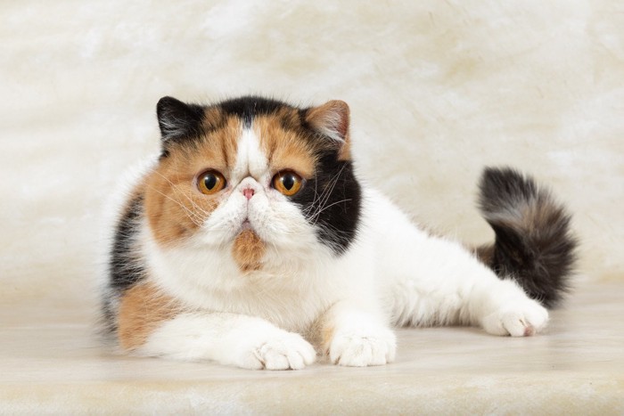 真ん丸な輪郭のエキゾチックショートヘア