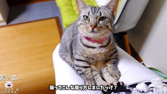 人の膝の上に座る猫