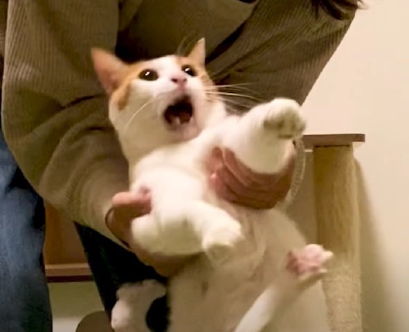 絶叫する猫