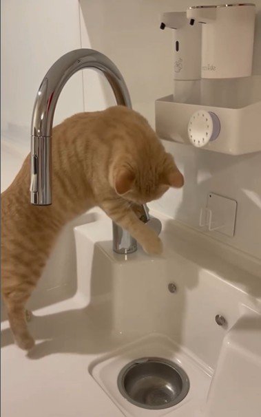 流しに立っている猫