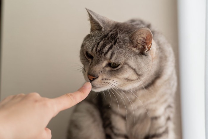 指先のニオイを確認する猫