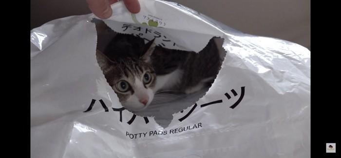 袋に入る猫