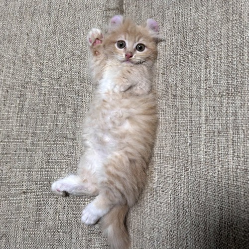 右手をあげている子猫