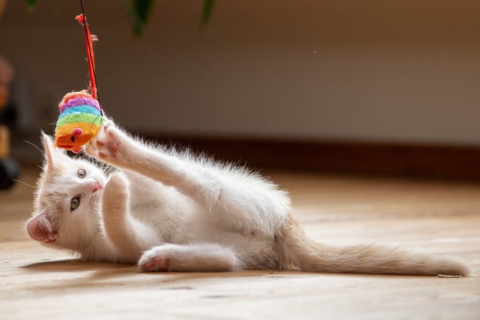 おもちゃで遊ぶ子猫