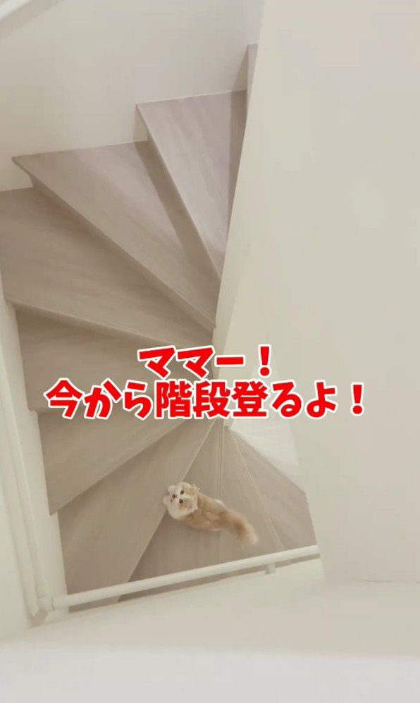 階段下にいる猫