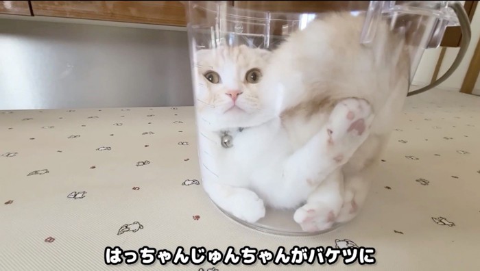 パケツの中で目を丸くする猫