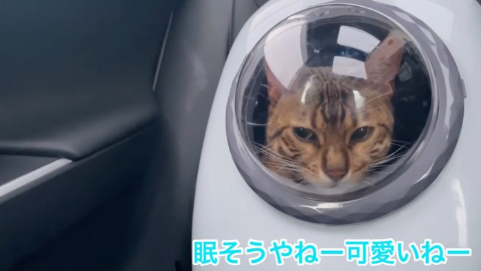 キャリーバッグの中の猫