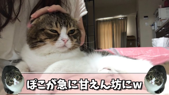 飼い主さんの膝の上に乗る猫