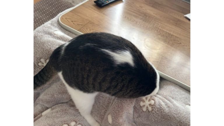 こたつに入ろうとする猫