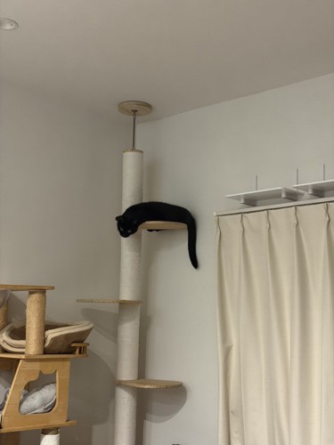 キャットタワーを遠くから見た様子