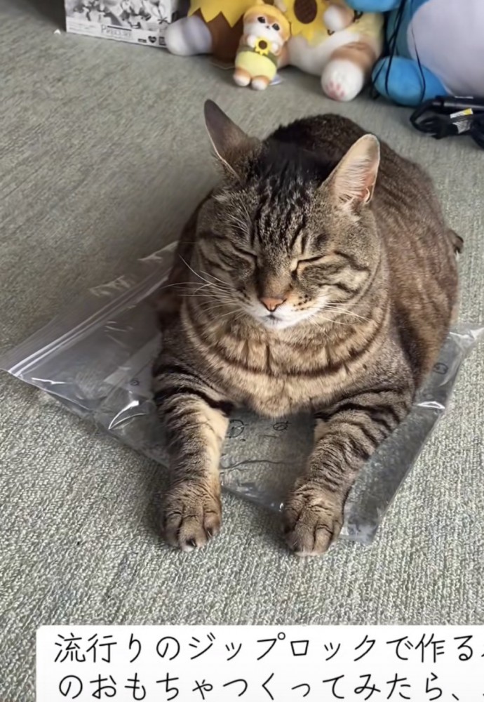 おもちゃの上でくつろぐ猫の写真9