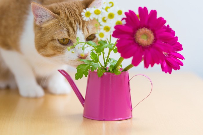 花の香りを嗅ぐ猫