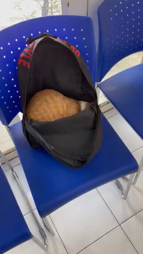 リュックの中にいる猫