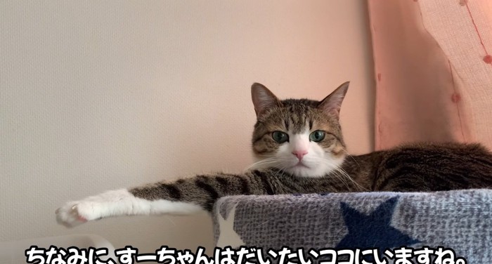 タワーの上の猫