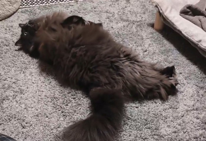 寝ながら目を見開く猫