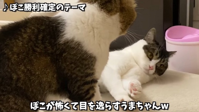 目をそらす猫と後ろ姿の猫