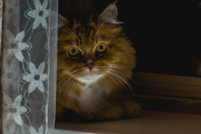 カーテンの陰でじっと見つめる猫