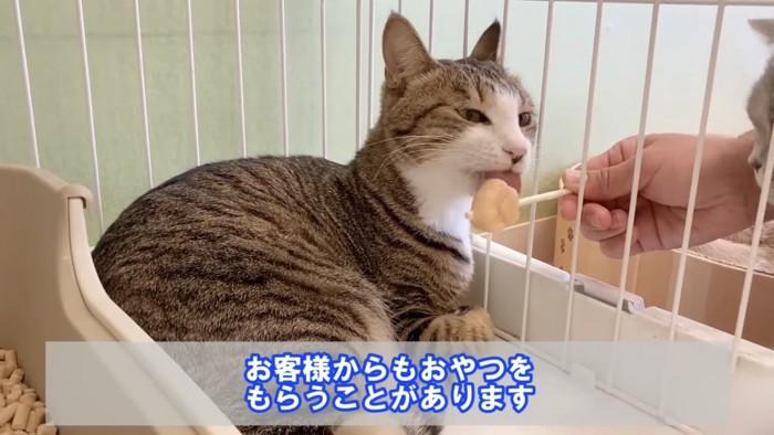 おやつを舐める猫