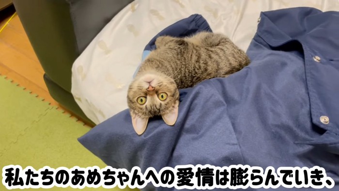 服の上に乗る猫