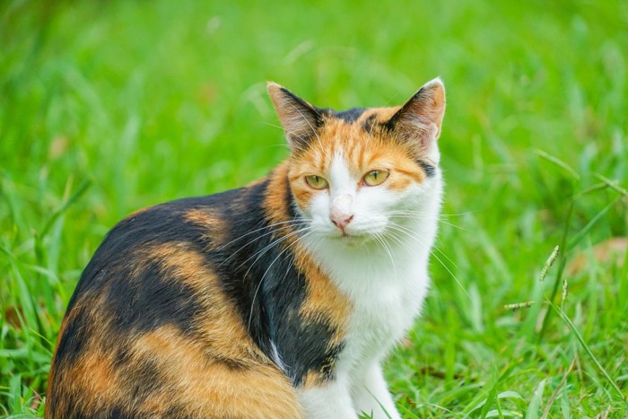 草原に佇む三毛猫