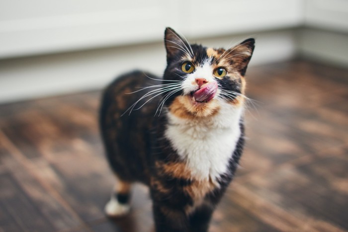 口元を舐めながら正面を見つめる猫