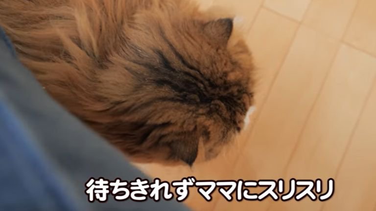 スリスリしている猫