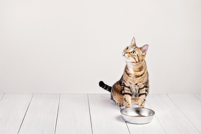 空の食器の前に座ってフードを待っている猫