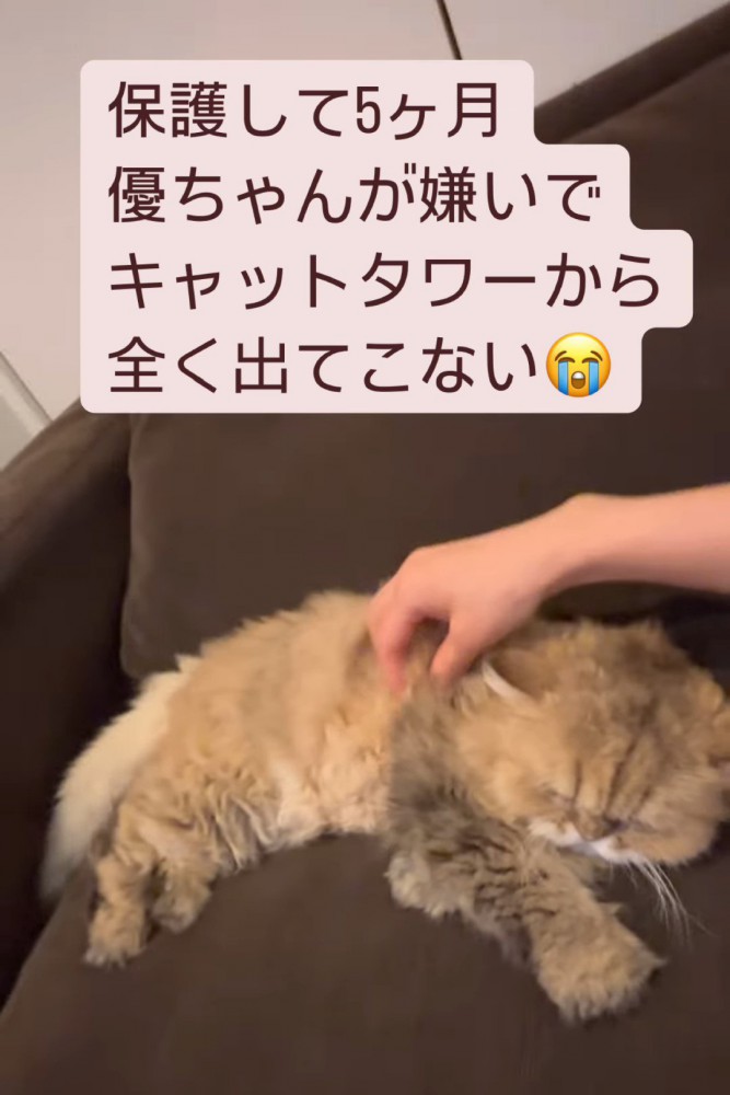 なでられる猫