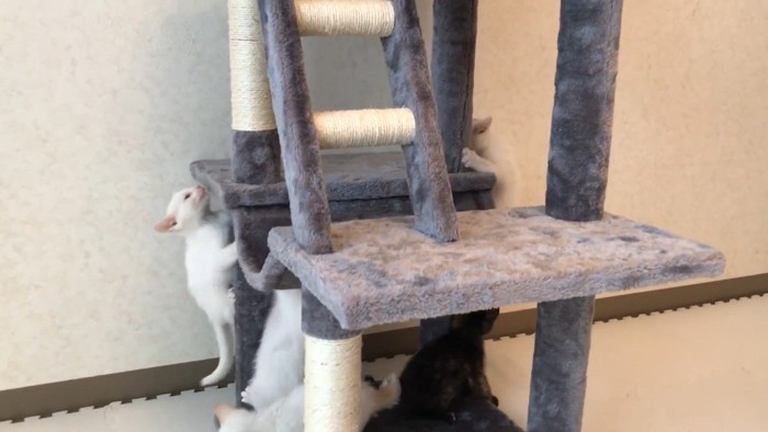 両端に子猫