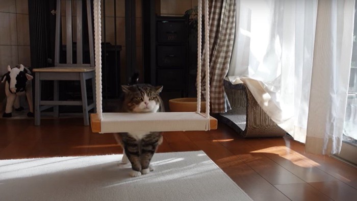 ブランコと猫