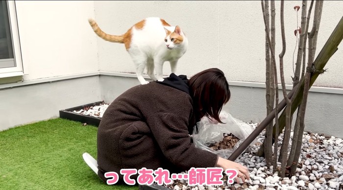 背中に乗る猫