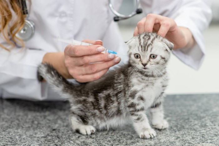 注射を打たれている子猫