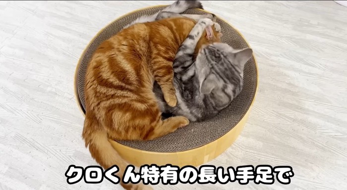 毛繕いする猫