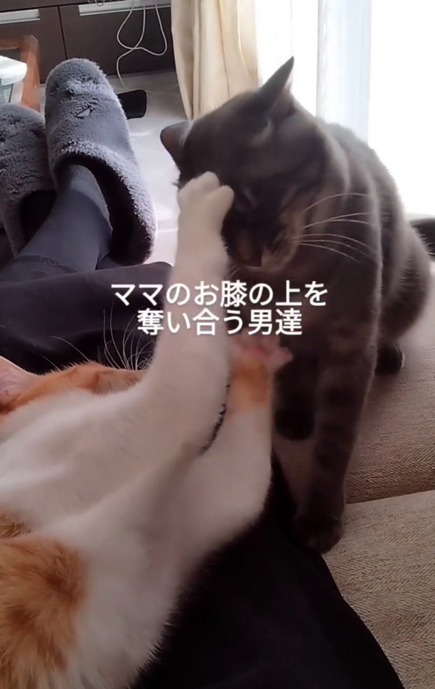 膝を奪い合う猫たち