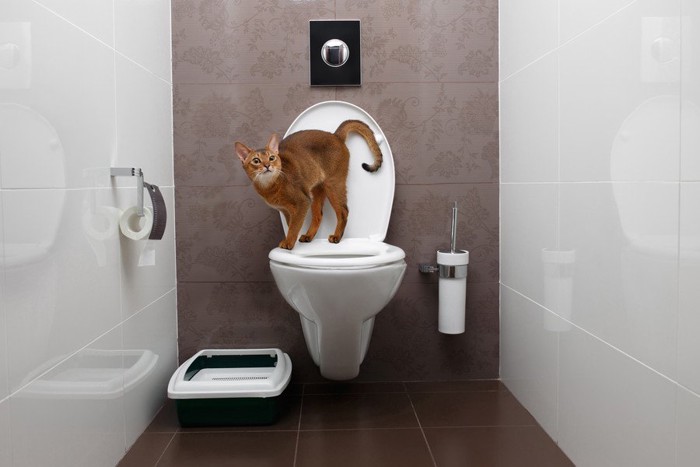 人間のトイレに乗った猫