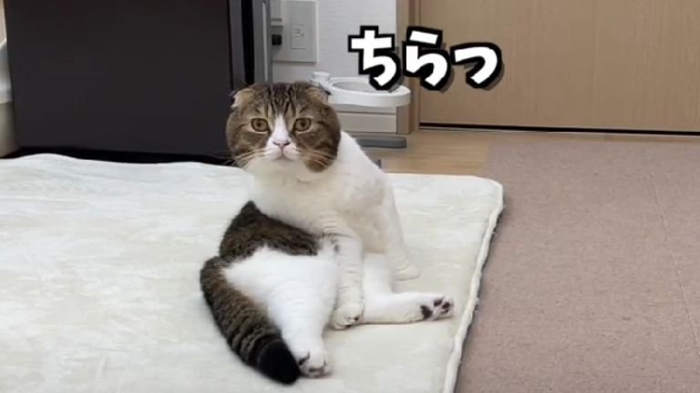 室内にいる猫