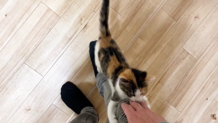 右脚にしがみつく子猫