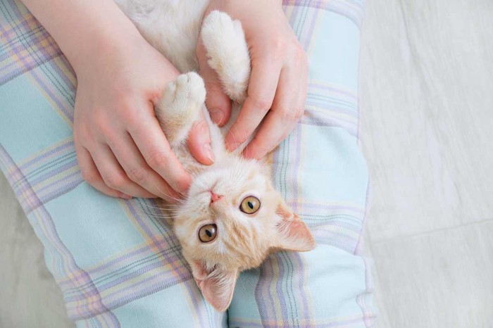 膝の上で飼い主さんを見つめる猫