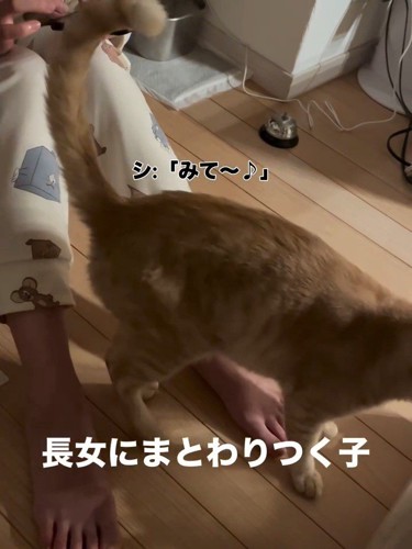 人にお尻を見せる猫