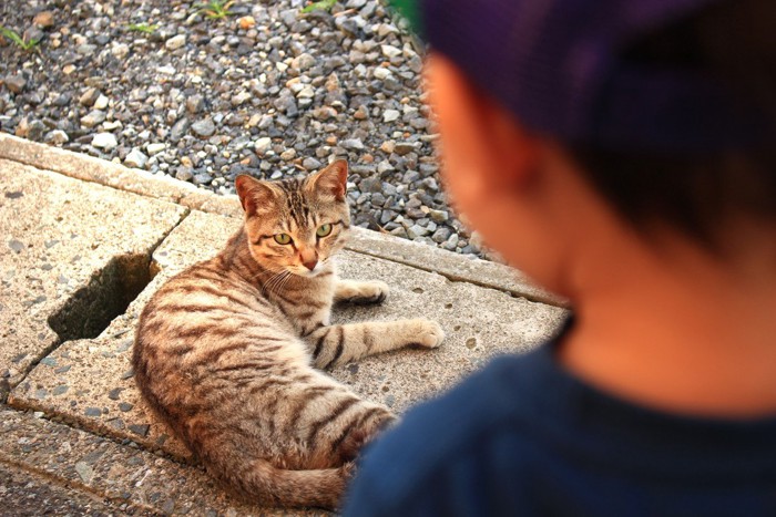 人間を見つめる猫