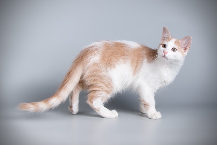 後ろを振り返るキプロスアフロディーテの子猫