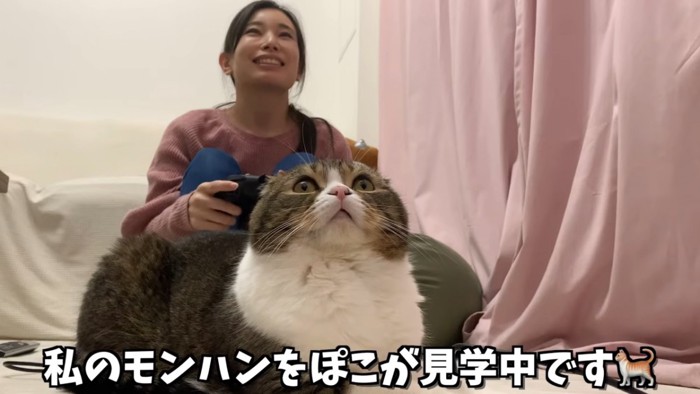 見上げる猫