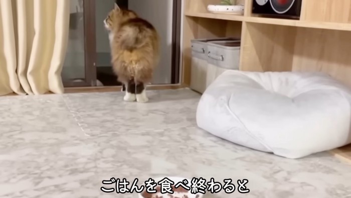 外へ行く猫